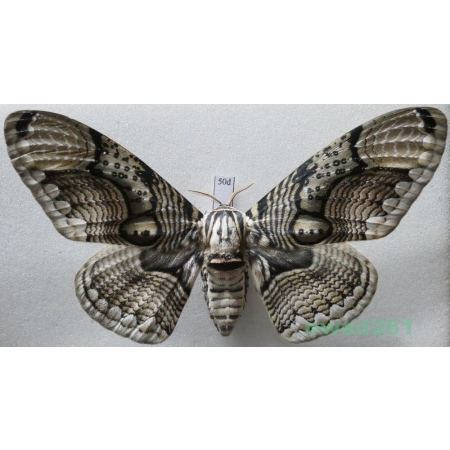 Brahmaea hearseyi White, 1862 male ex. ovo China 106mm50d
